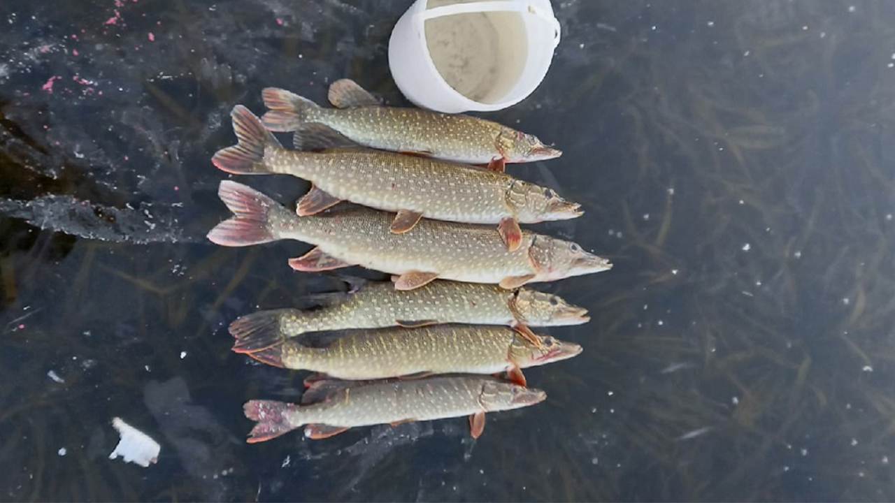 Огромные щуки и тонкий лёд: как рыбаки Челябинской области открывают зимний сезон