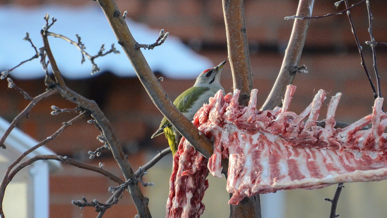 Поедающих мясо птиц сфотографировали в Челябинской области