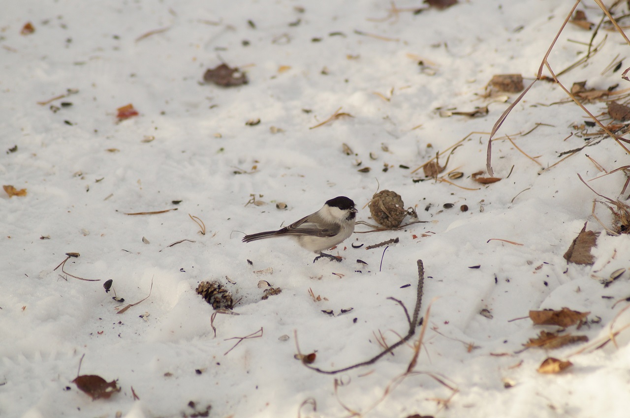 В Челябинской области заметили крошечную птицу в черной шапочке ФОТО