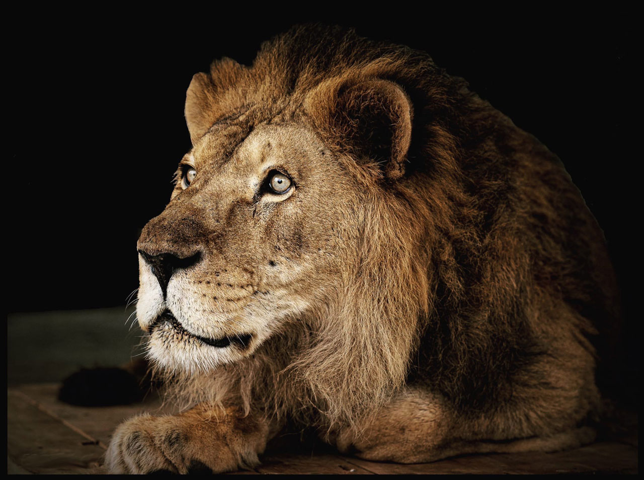 В зоопарке Челябинска умер лев-долгожитель Ричард