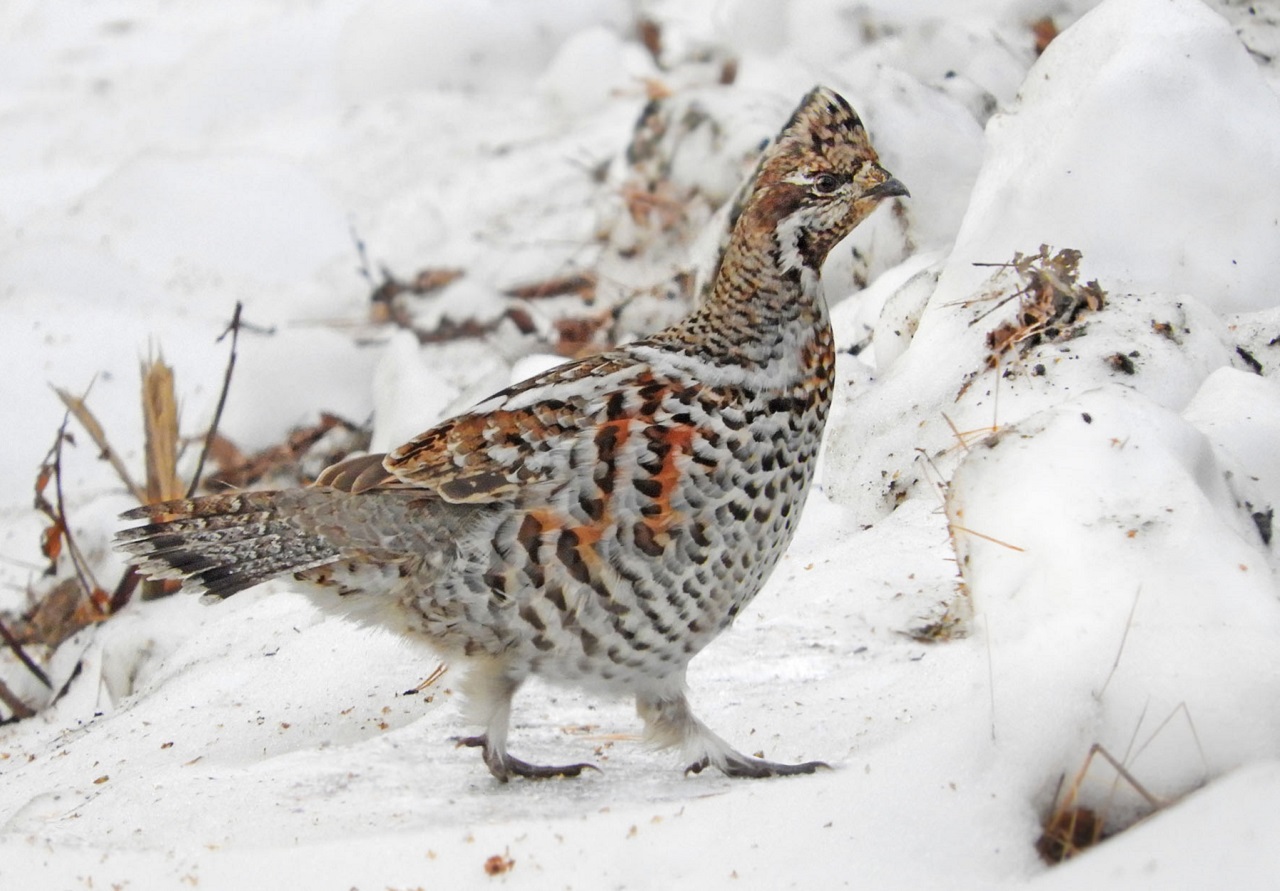 На Урале нашли хитрую птичку, которая научилась жить под снегом