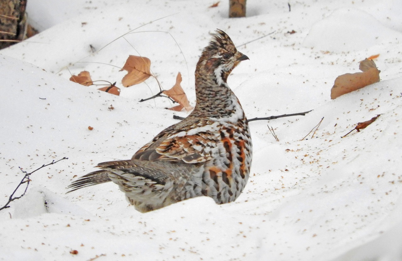 На Урале нашли хитрую птичку, которая научилась жить под снегом