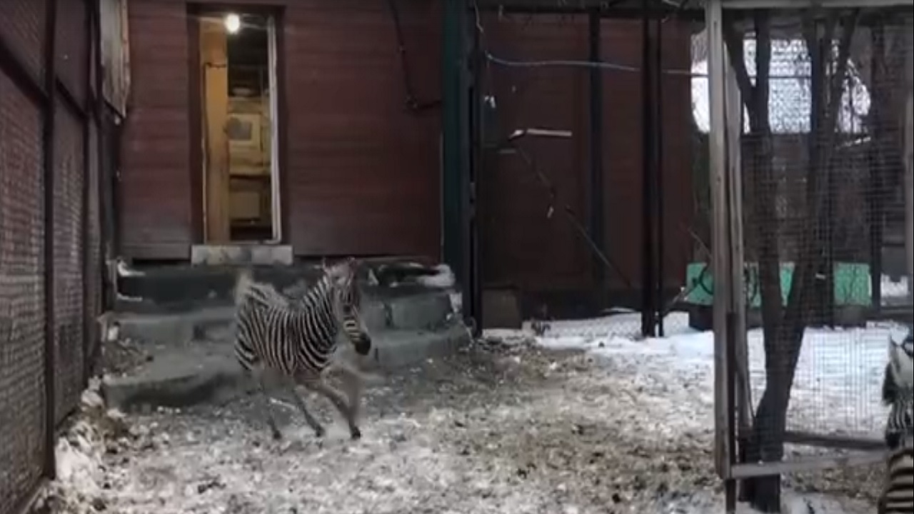 Новорожденная зебра зажгла в зоопарке Челябинска ВИДЕО