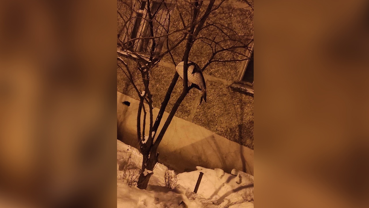 Под Челябинском обнаружили рыбу, сидящую на дереве ФОТО