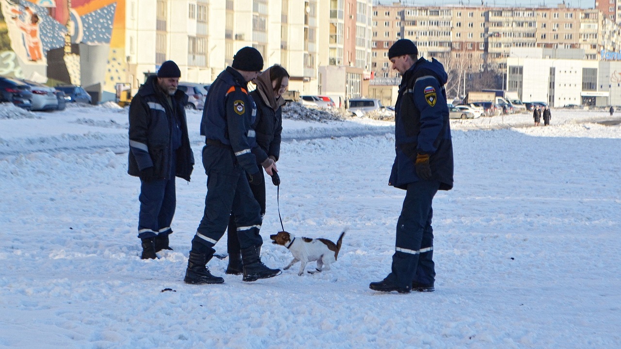В Челябинске спасли породистую собаку, которая провалилась в канализационный люк