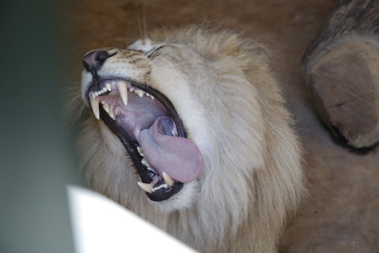 Челябинский ветеринар Карен Даллакян рассказал о состоянии льва Симбы и леопарда Евы