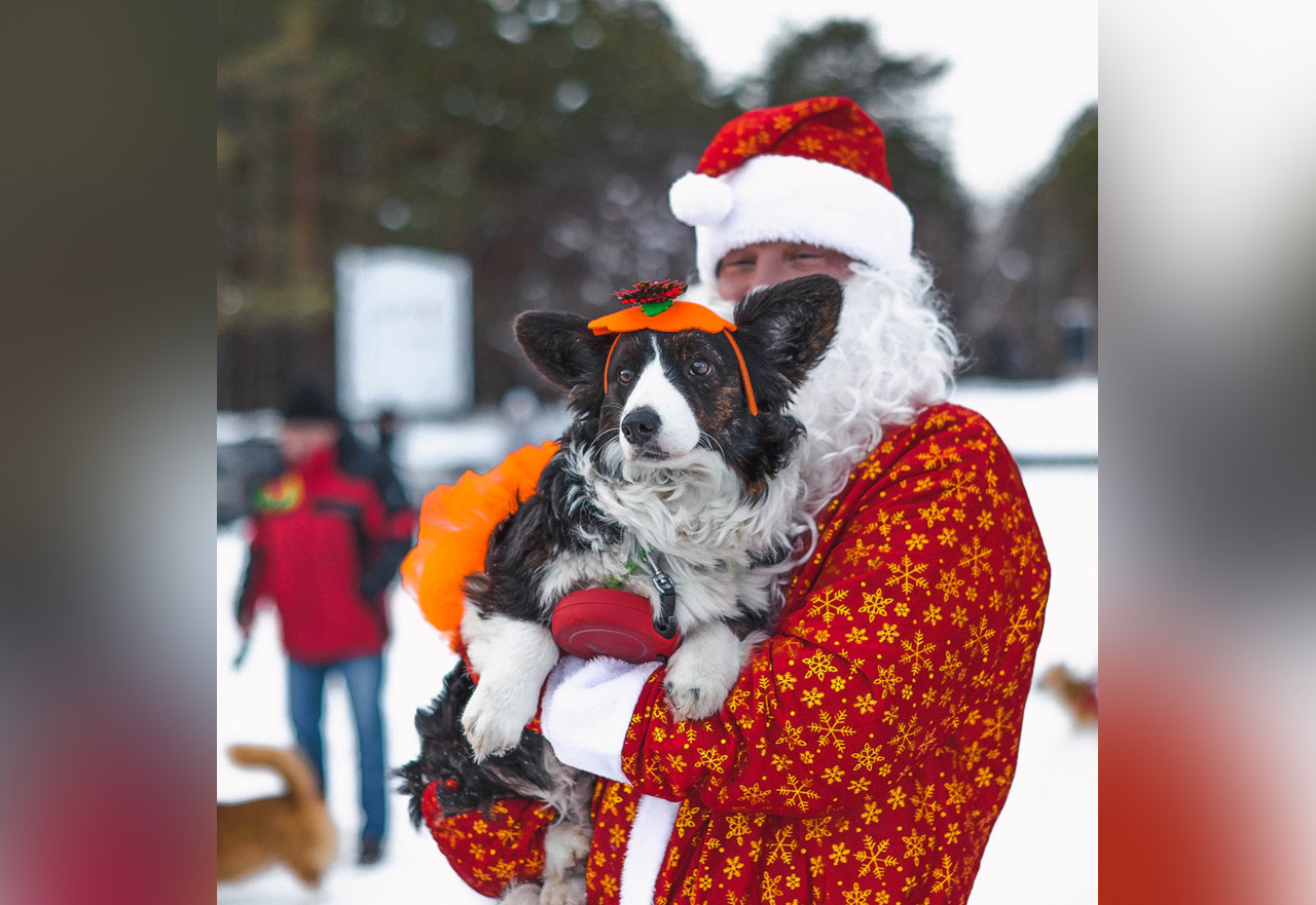 Парад собак в новогодних костюмах прошел в Челябинске