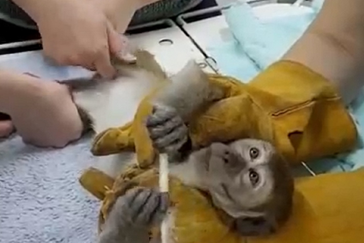 Релакс и спа-процедуры: для обезьяны из зоопарка Челябинска устроили массаж ВИДЕО