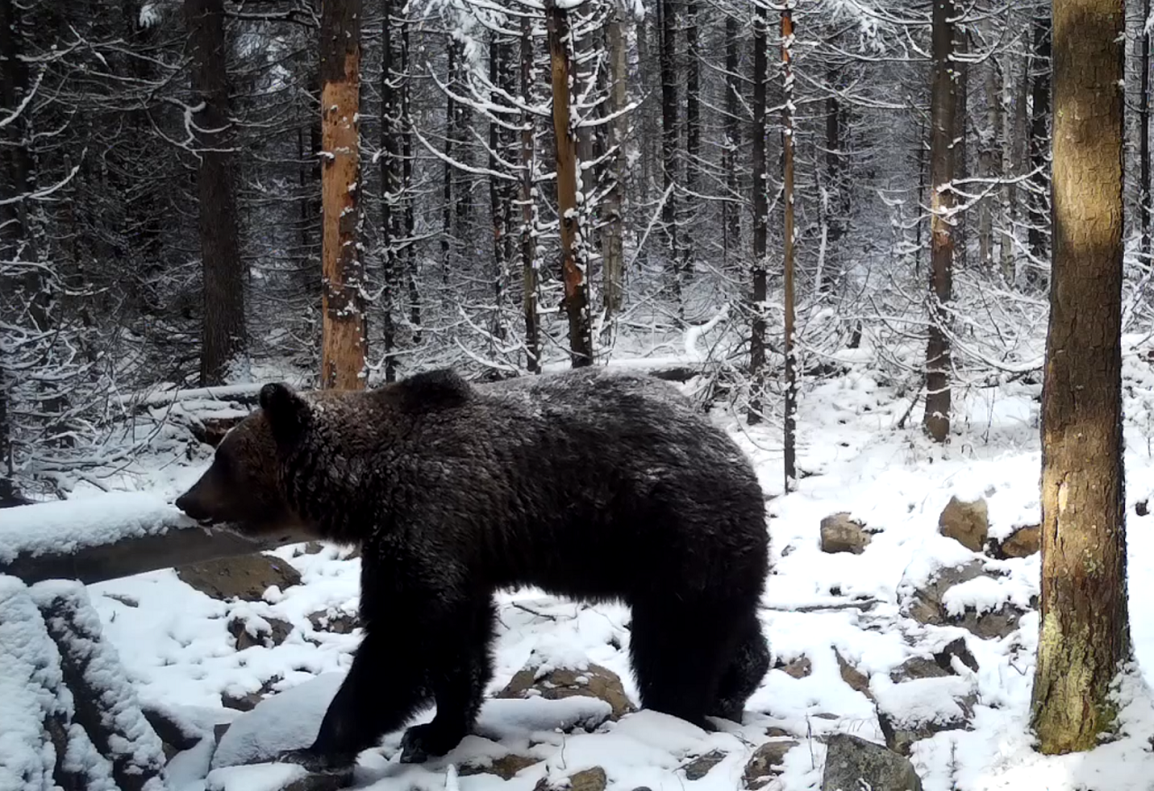 Медведь опешил: названы 5 самых странных туристов в Челябинской области