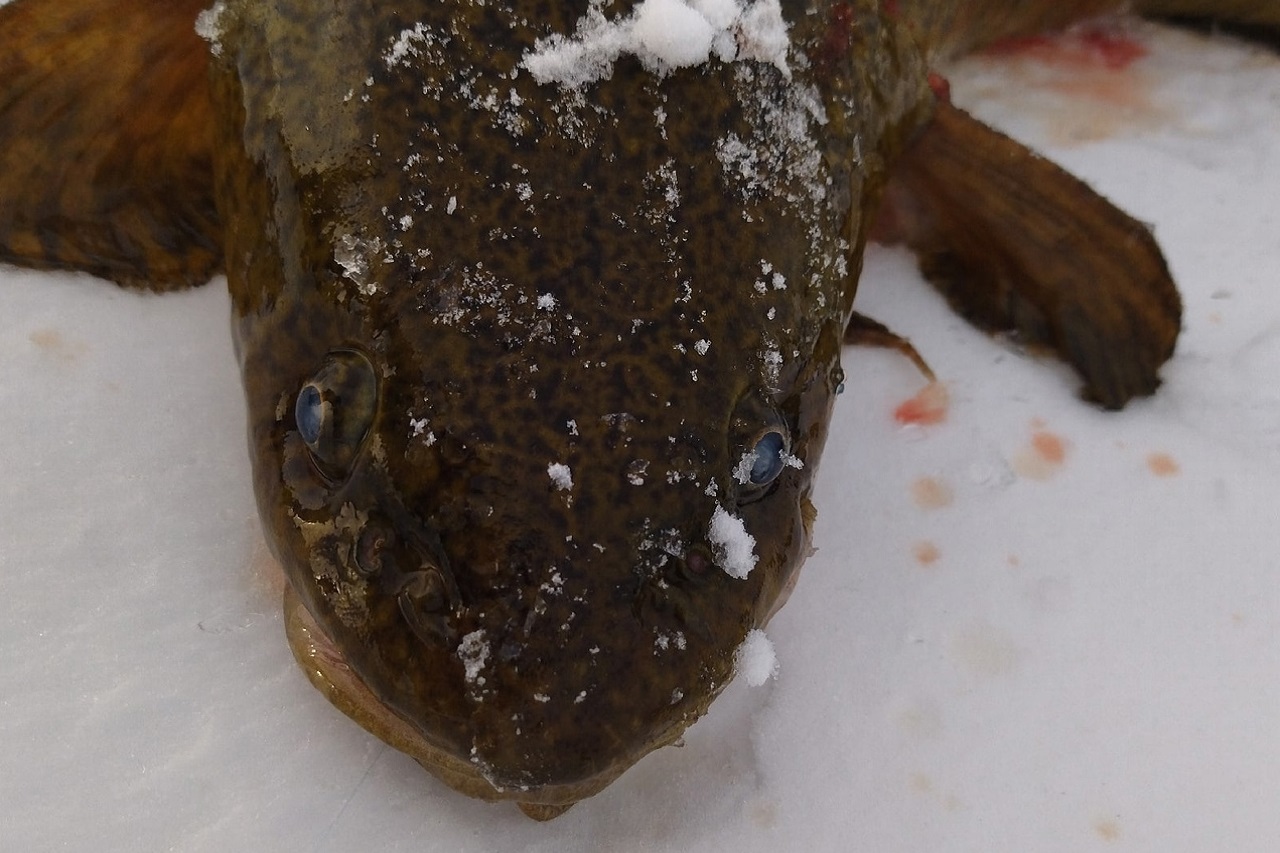 Страшную и прожорливую рыбу выловили в Челябинской области