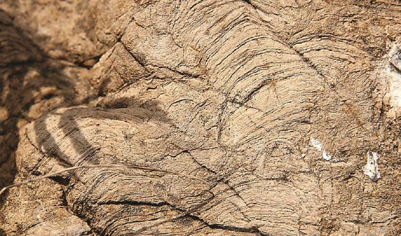 След год 2021. Строматолит Челябинской области. Следы трещин. Отмечаток 1 миллиард лет. Большие доисторические трубы в скальной породе.