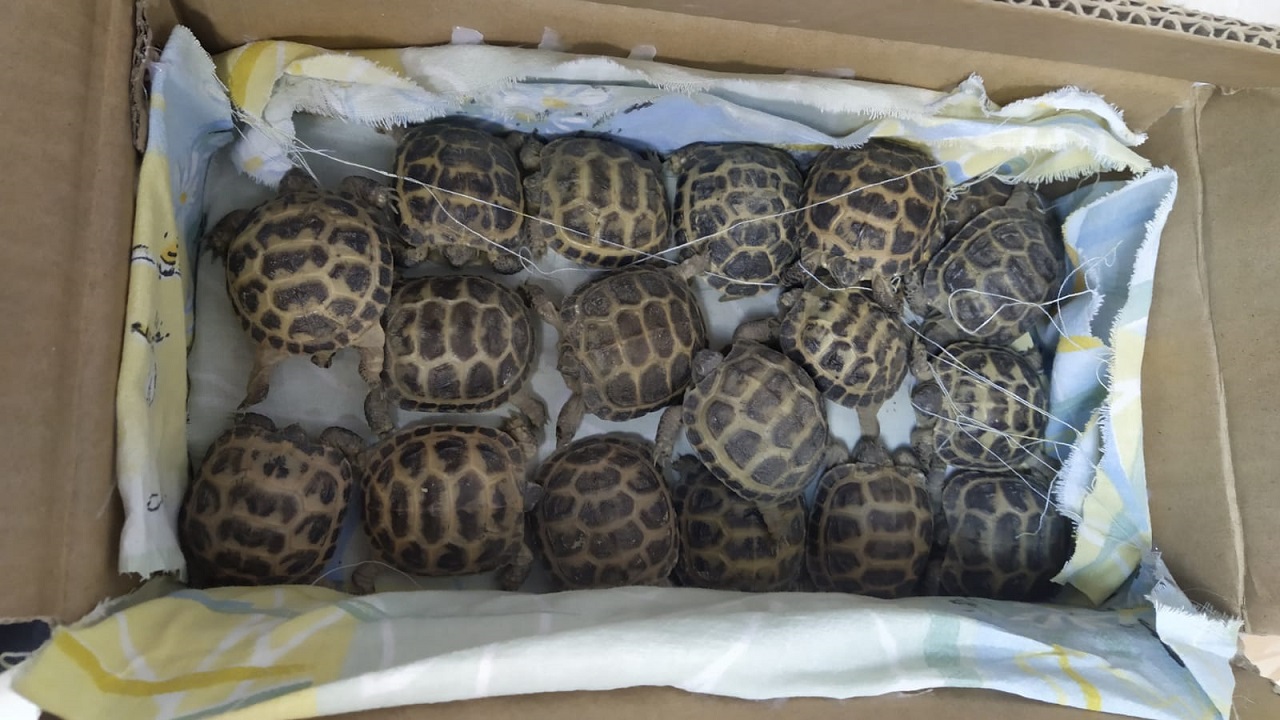 Автомобиль с 50 черепахами задержали на границе Челябинской области