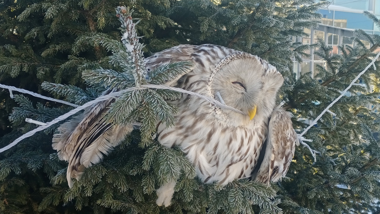 В Челябинске сова запуталась в гирлянде на дереве и погибла