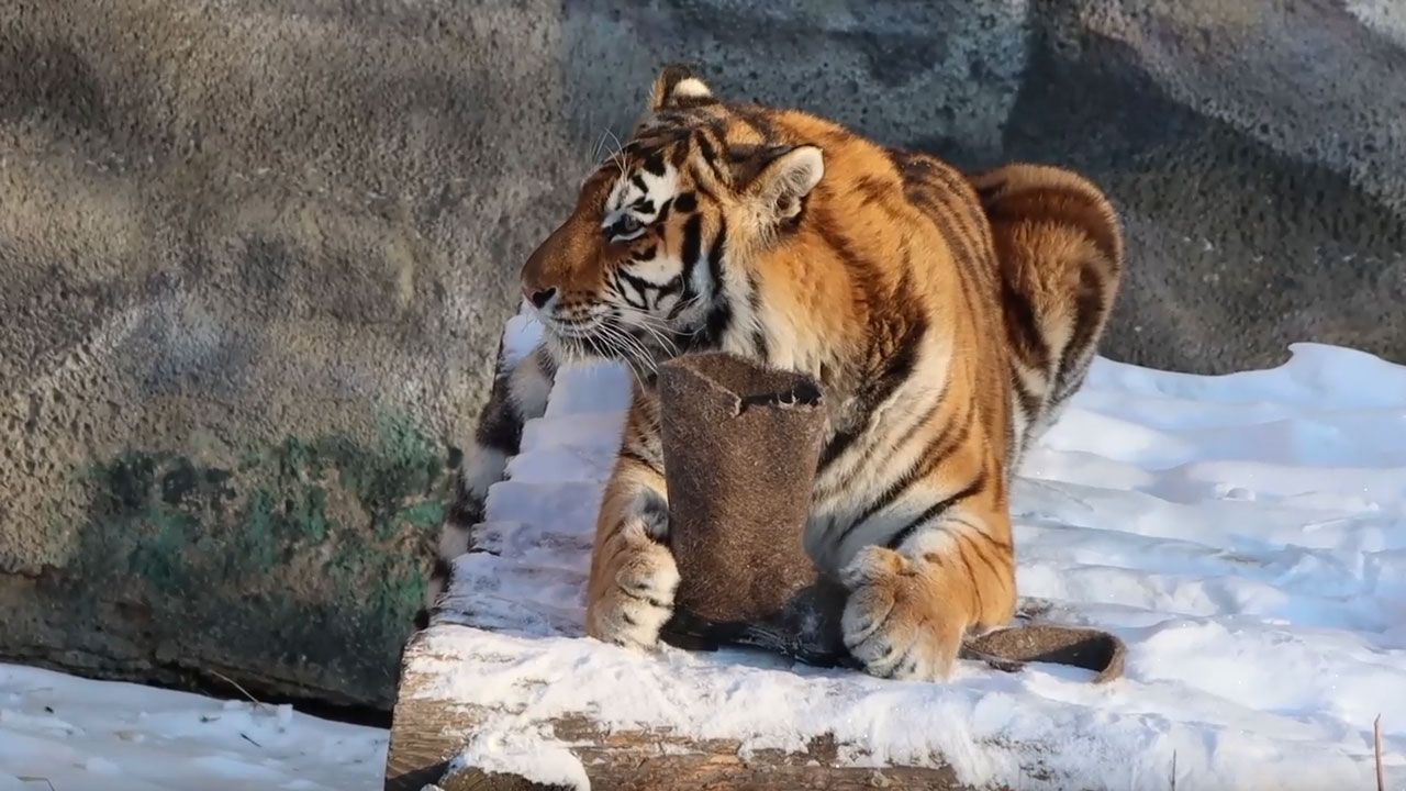 Валенки и эфирные масла: как кормят тигров в челябинском зоопарке