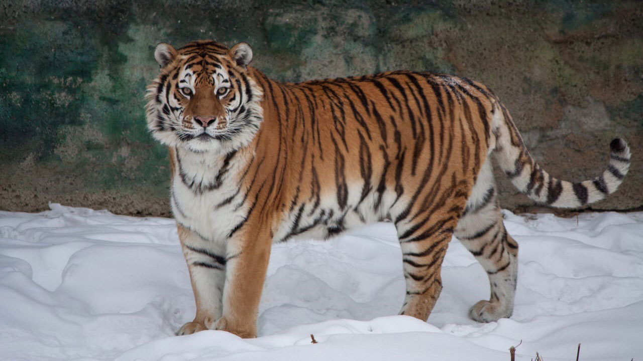 Валенки и эфирные масла: как кормят тигров в челябинском зоопарке