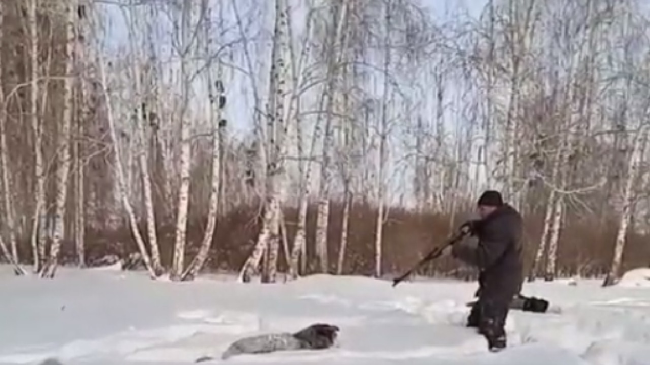 В Челябинской области живодеры в упор расстреляли собак и сняли это на видео