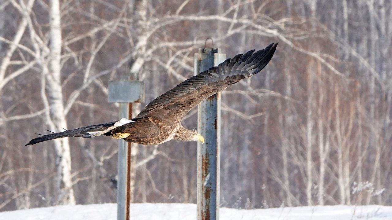 Один день из жизни краснокнижных хищников засняли в Челябинске