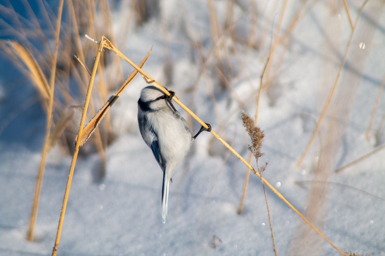 Ловкую и редкую птицу-акробата заметили в Челябинской области