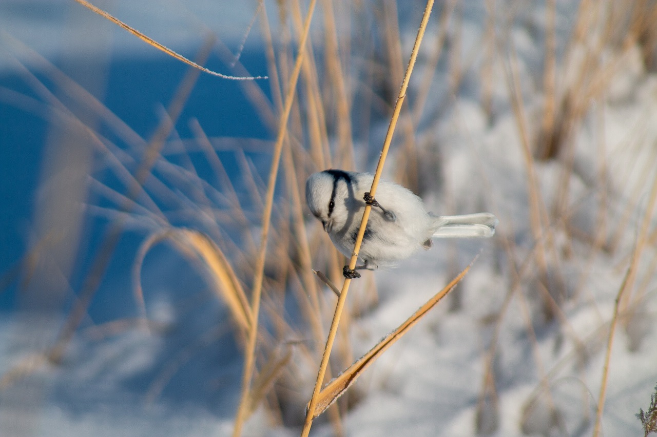 Ловкую и редкую птицу-акробата заметили в Челябинской области