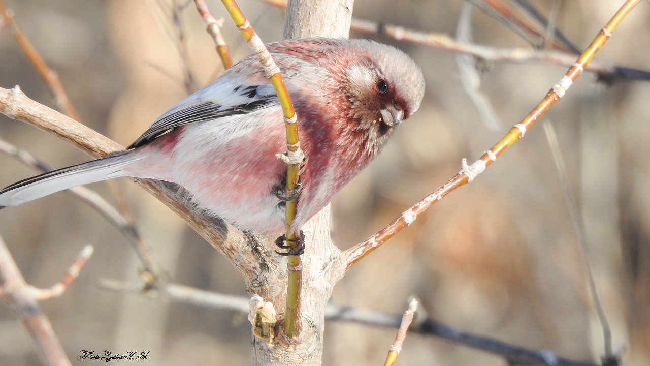 Розовые и пушистые шарики: милые птички попали на фото в Челябинске