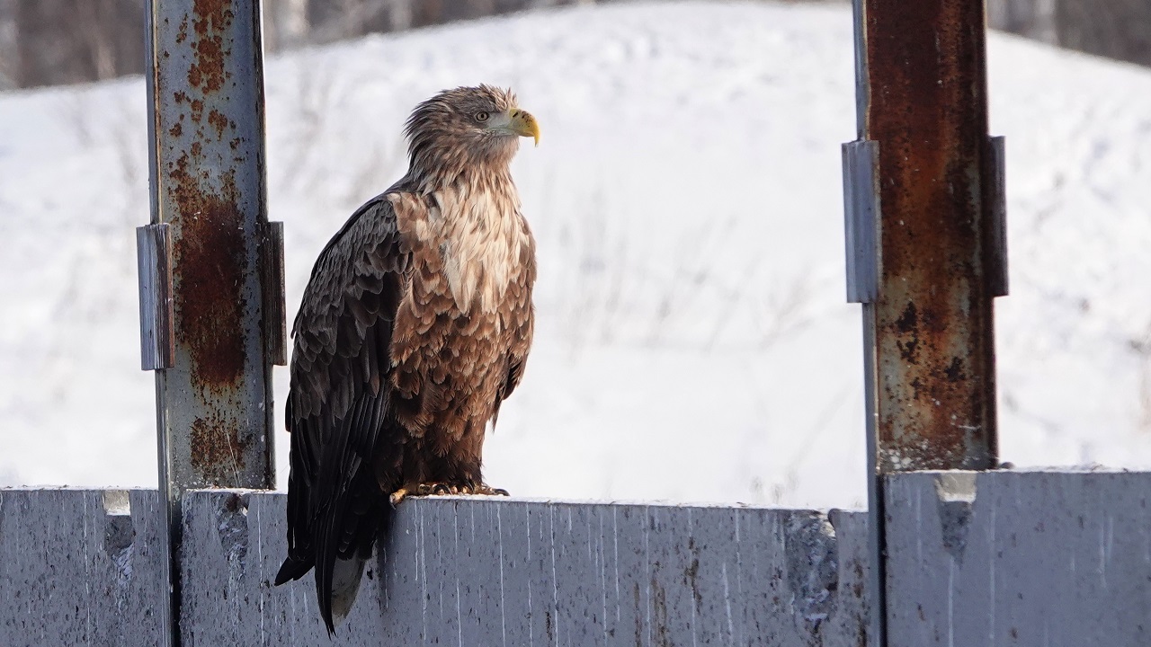 Один день из жизни краснокнижных хищников засняли в Челябинске