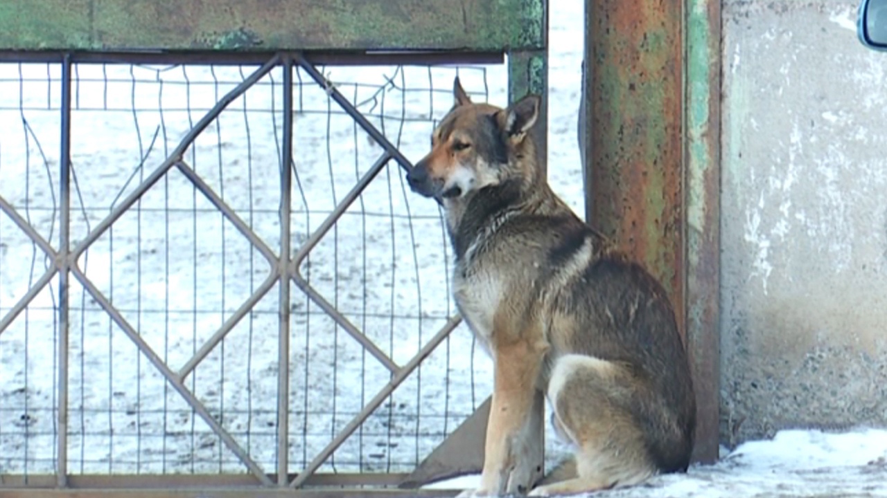 Стаи бродячих собак терроризируют города и поселки Челябинской области