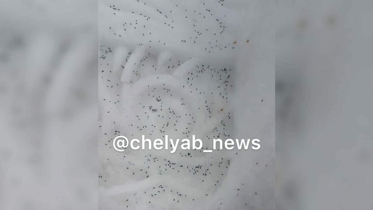 Полчища блох на снегу заметили жители Челябинской области ВИДЕО