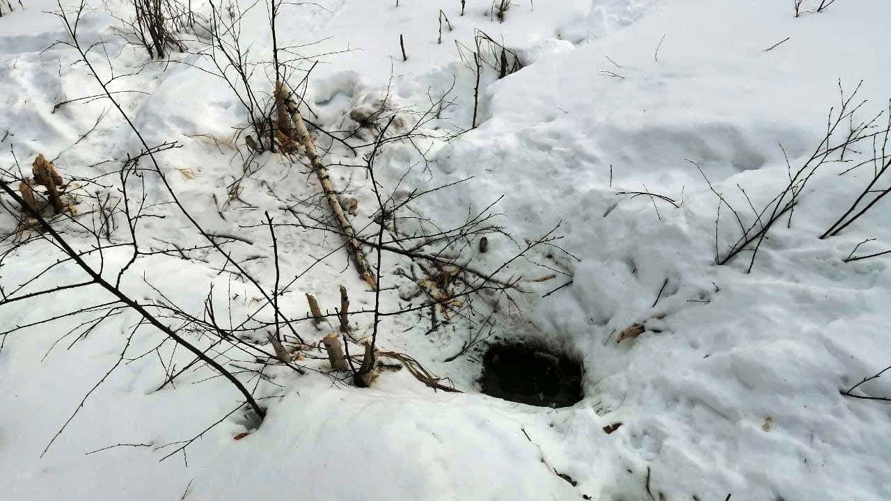 Взял измором: как в Челябинской области хитрый бобр волков обманул