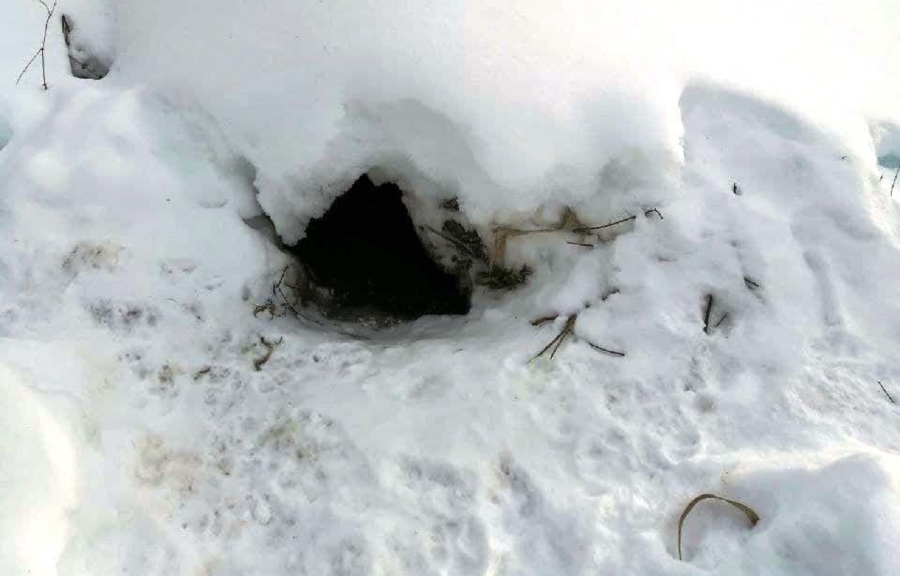 Взял измором: как в Челябинской области хитрый бобр волков обманул