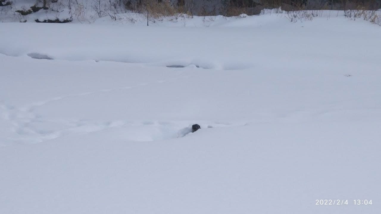 Взял измором: как в Челябинской области хитрый бобр волков обманул