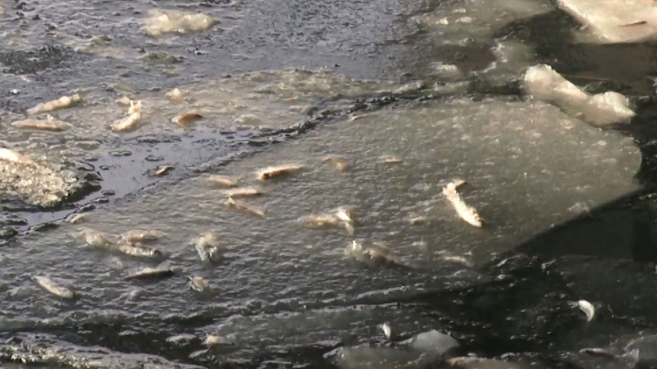 В Челябинской области режут лед на водоемах, чтобы спасти рыбу от удушья