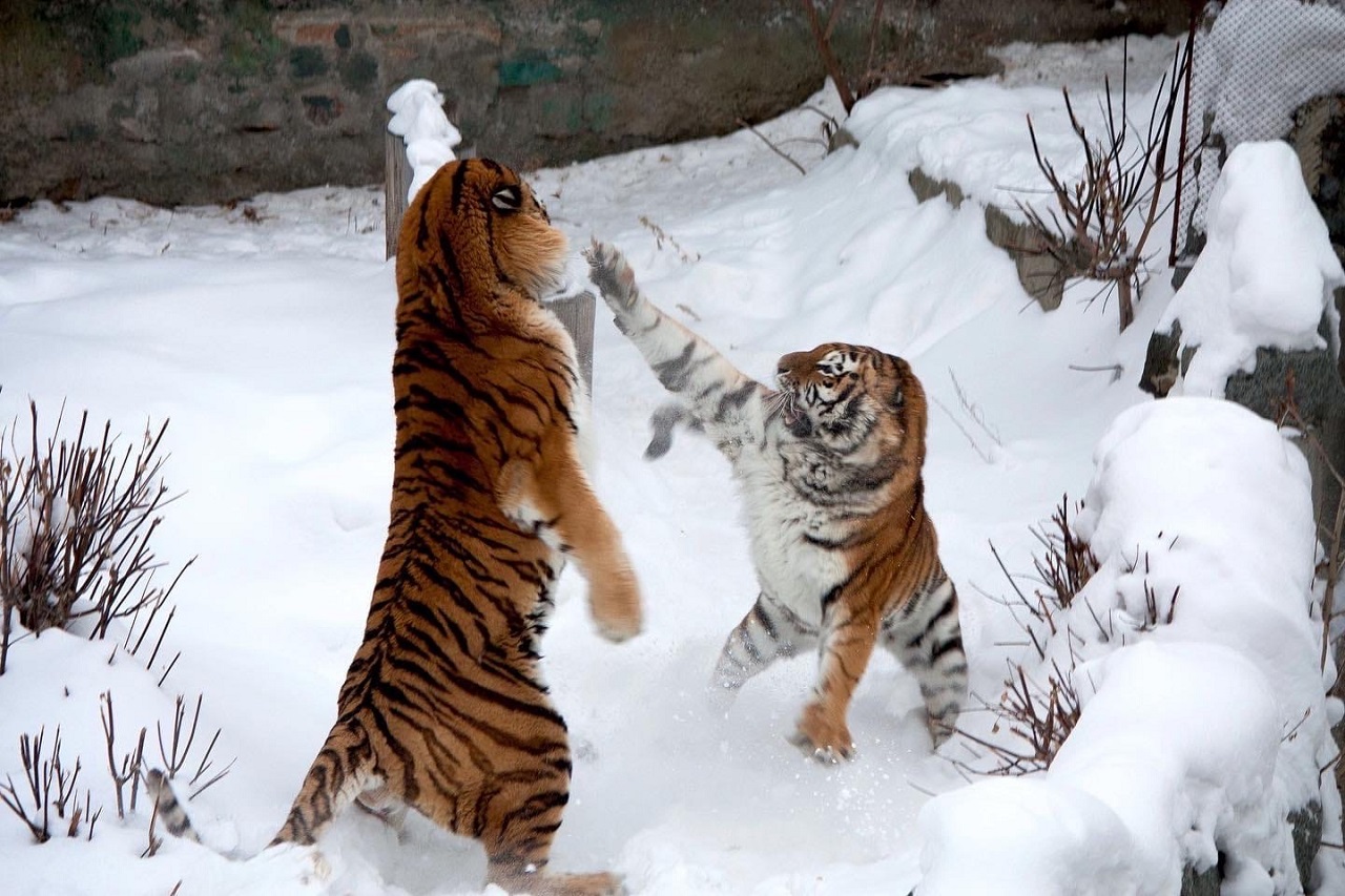 Тигриная нежность: челябинский зоопарк приглашает на необычную экскурсию ко Дню влюбленных