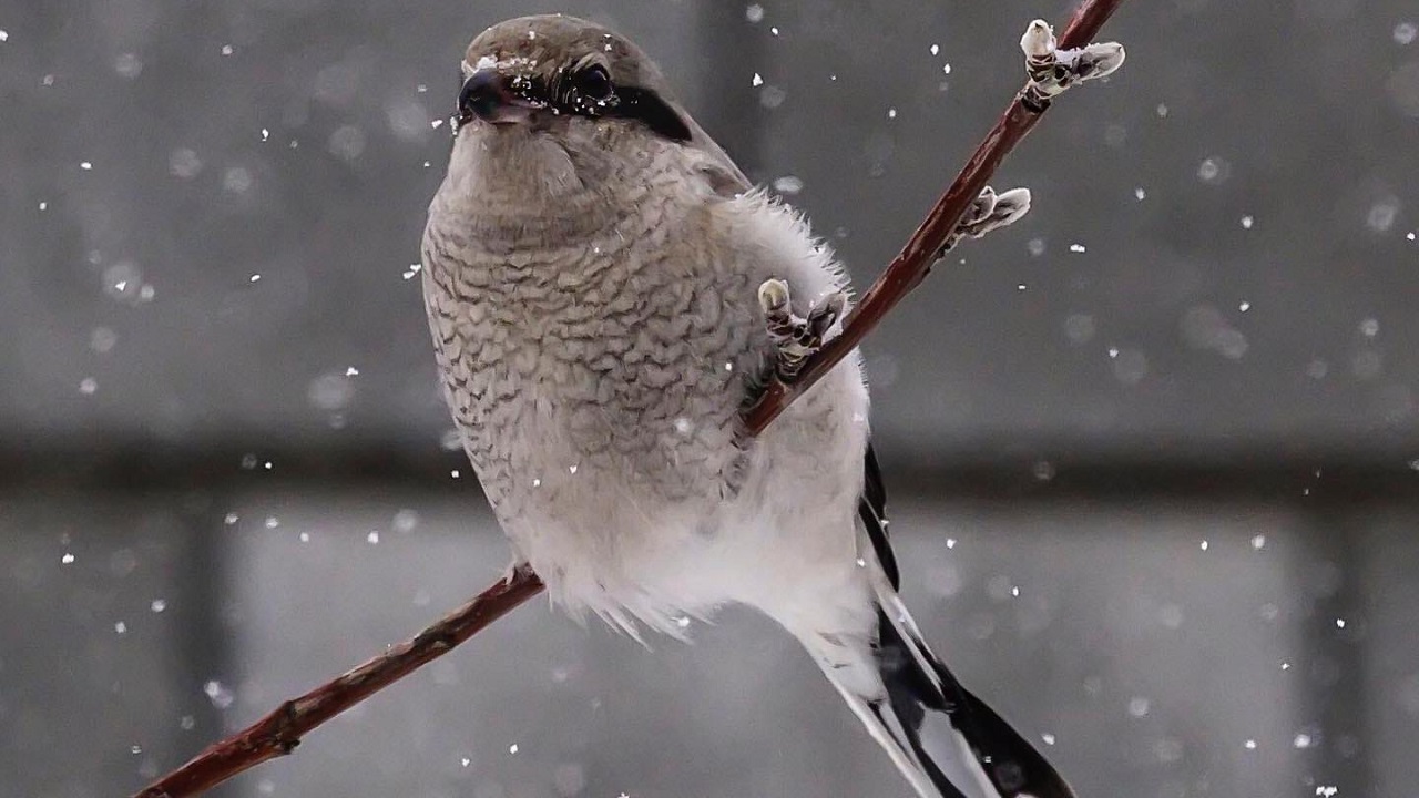 В Челябинской области заметили симпатичную, но жестокую птицу В Челябинской области заметили симпатичную, но жестокую птицу