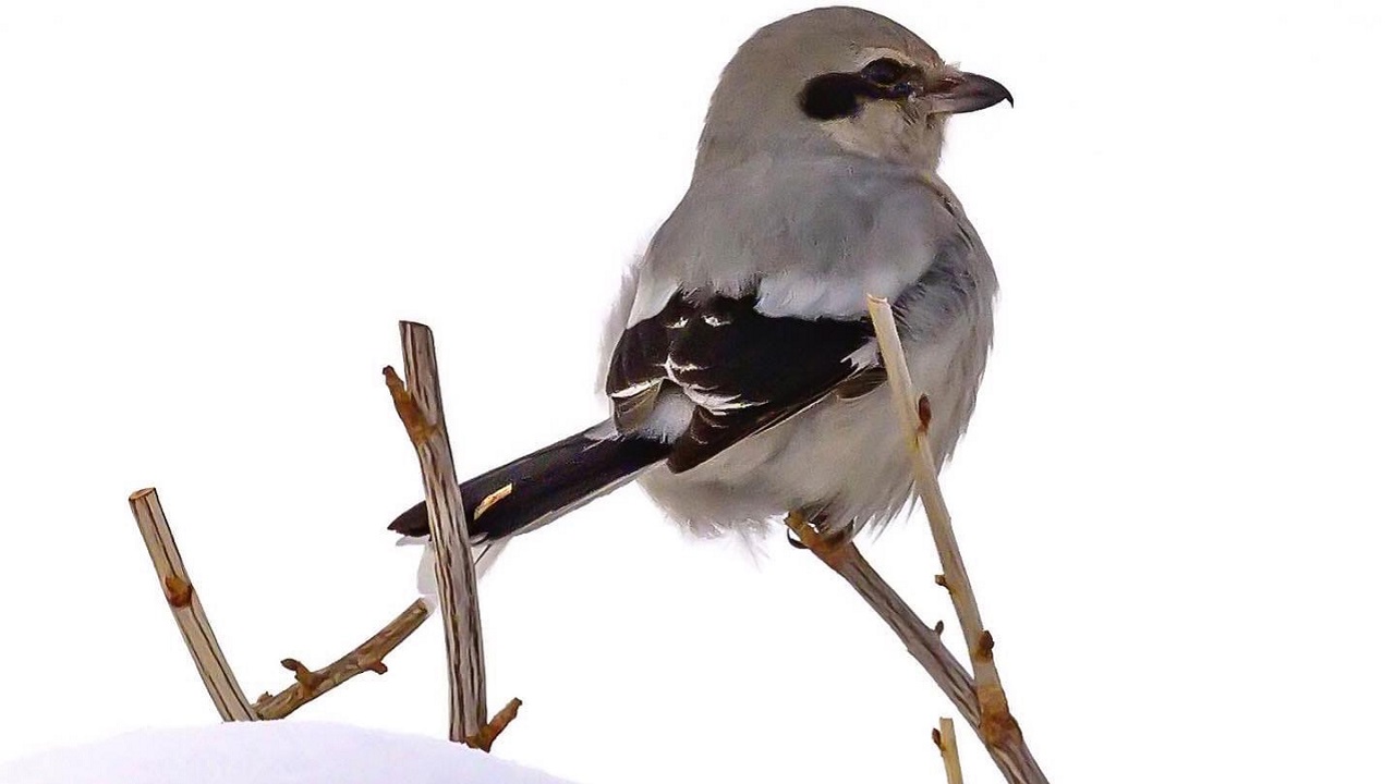 В Челябинской области заметили симпатичную, но жестокую птицу