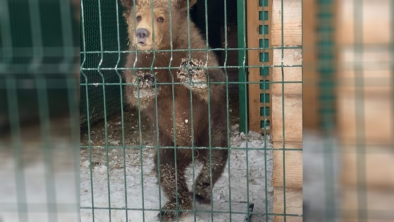 Не спит и много ест: медведицу Соню, спасенную в уральских горах, посадили на диету