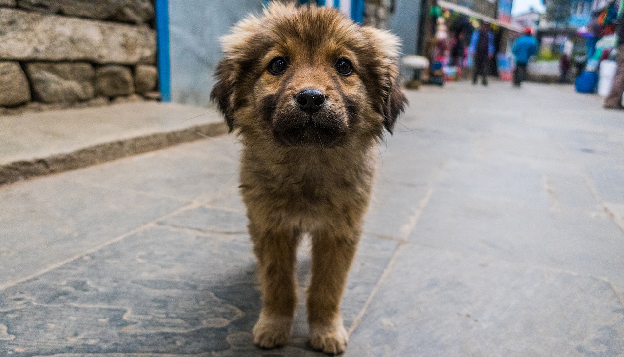 Выходить из дома страшно: в Челябинской области решают, что делать с бродячими собаками 