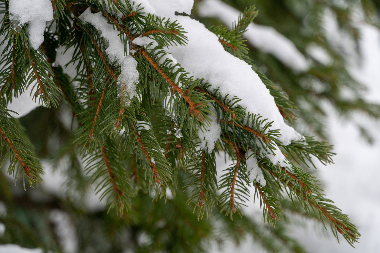 Снег и ветер с порывами до 14 м/с ожидаются в Челябинской области
