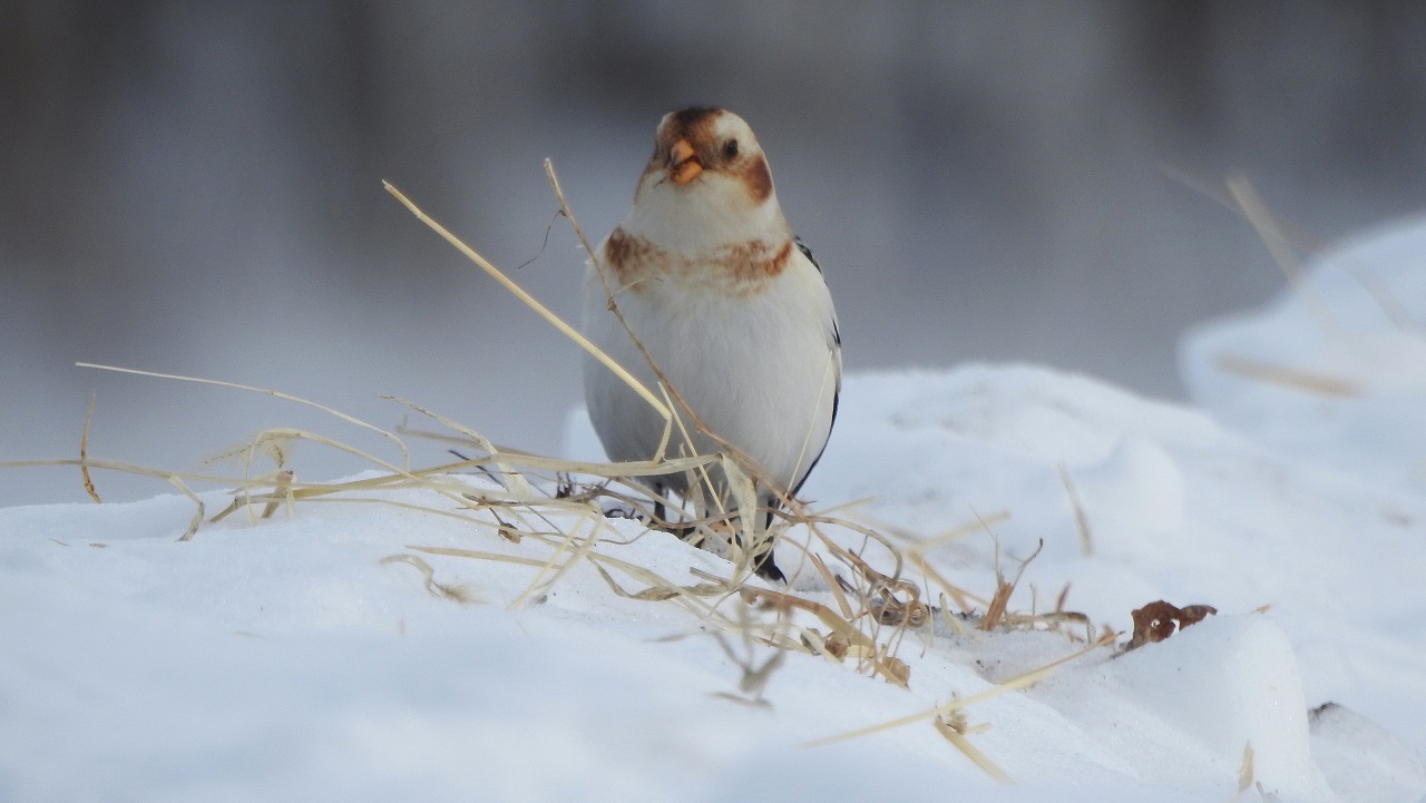 Красивые птицы: в Челябинской области сняли на фото милых птиц с румяными щеками