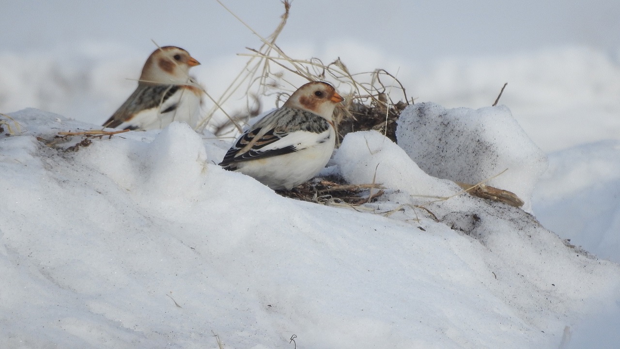 Красивые птицы: в Челябинской области сняли на фото милых птиц с румяными щеками