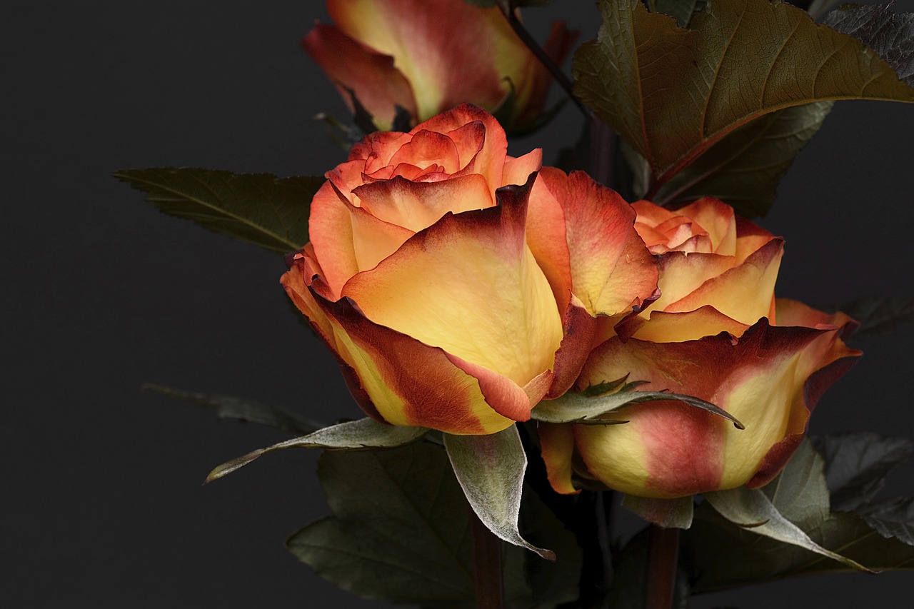 Идеальный букет: какие цветы говорят о любви, приметы и суеверия  