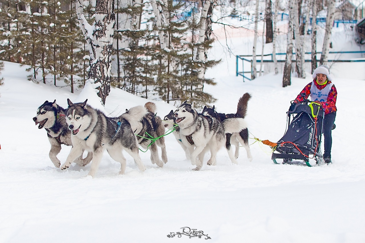 Созвездие Гончих Псов: Южный Урал примет гонки на собачьих упряжках
