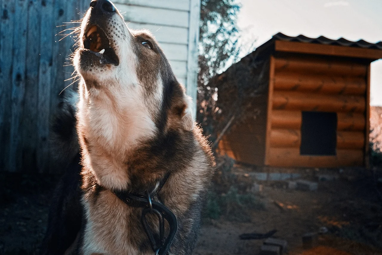 Выходить из дома страшно: в Челябинской области решают, что делать с бродячими собаками 