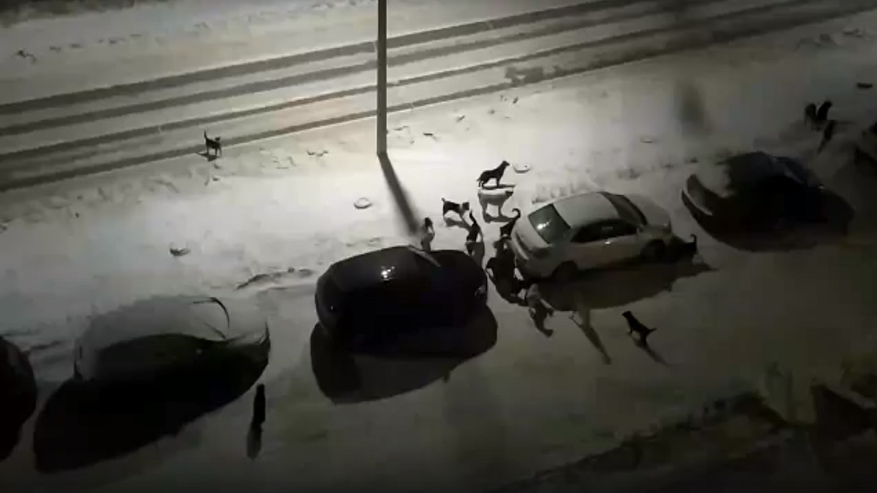 Огромную стаю бродячих собак заметили в Озерске ВИДЕО Огромную стаю бродячих собак заметили в Озерске ВИДЕО