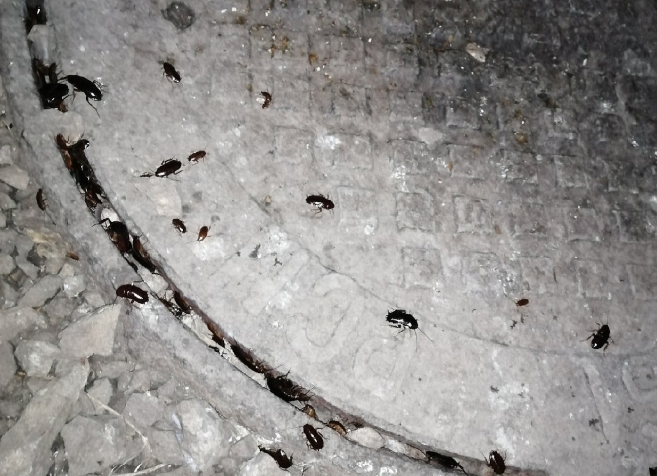 Нашествие тараканов в Магнитогорске: что привлекает насекомых и что делать 
