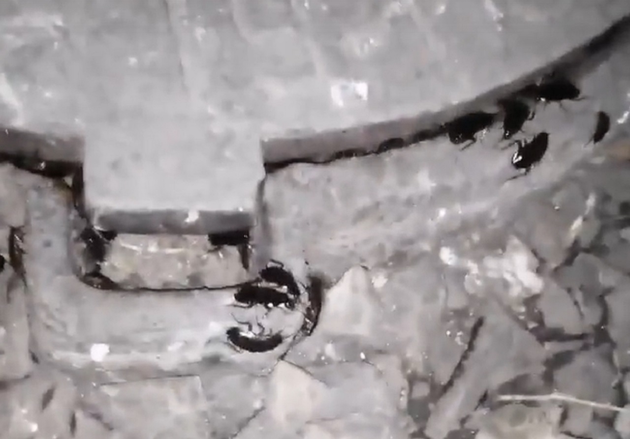 Нашествие тараканов в Магнитогорске: что привлекает насекомых и что делать 