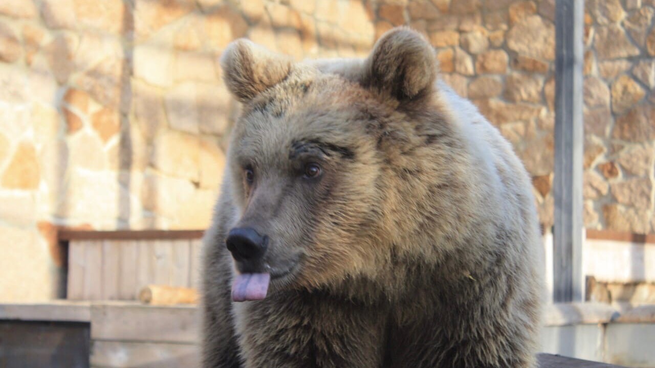 Медведица Шкода в зоопарке Челябинска вышла из спячки ВИДЕО