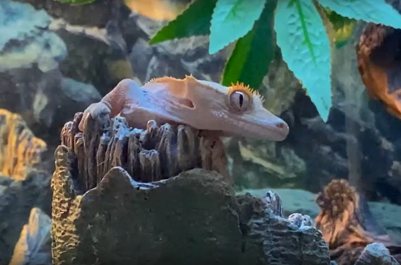 Милые, но опасные бананоед и рогатая лягушка поселились в зоопарке Челябинска ВИДЕО