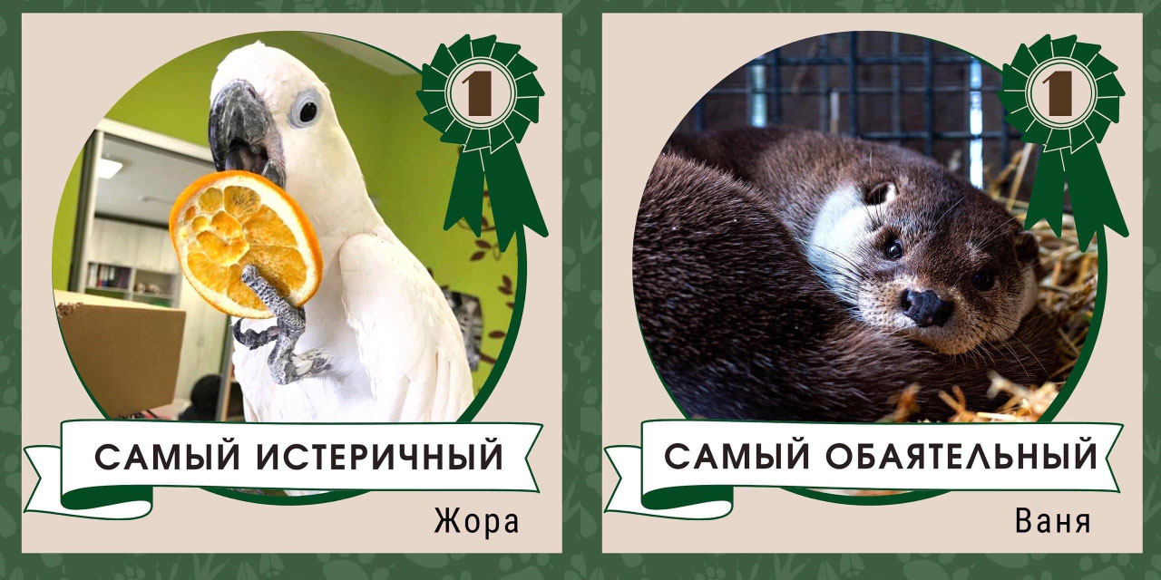 Челябинский зоопарк назвал самых модных, зажигательных и семейных животных Челябинский зоопарк назвал самых модных, зажигательных и семейных животных