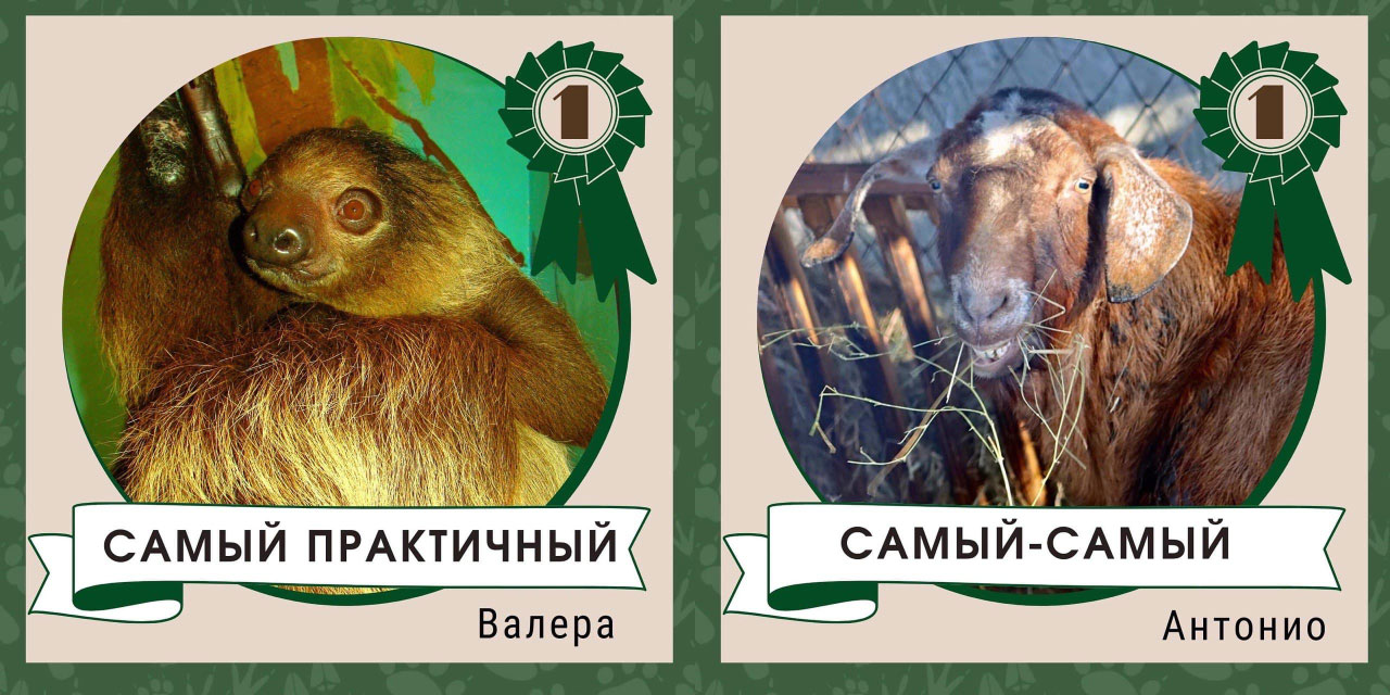 Челябинский зоопарк назвал самых модных, зажигательных и семейных животных Челябинский зоопарк назвал самых модных, зажигательных и семейных животных