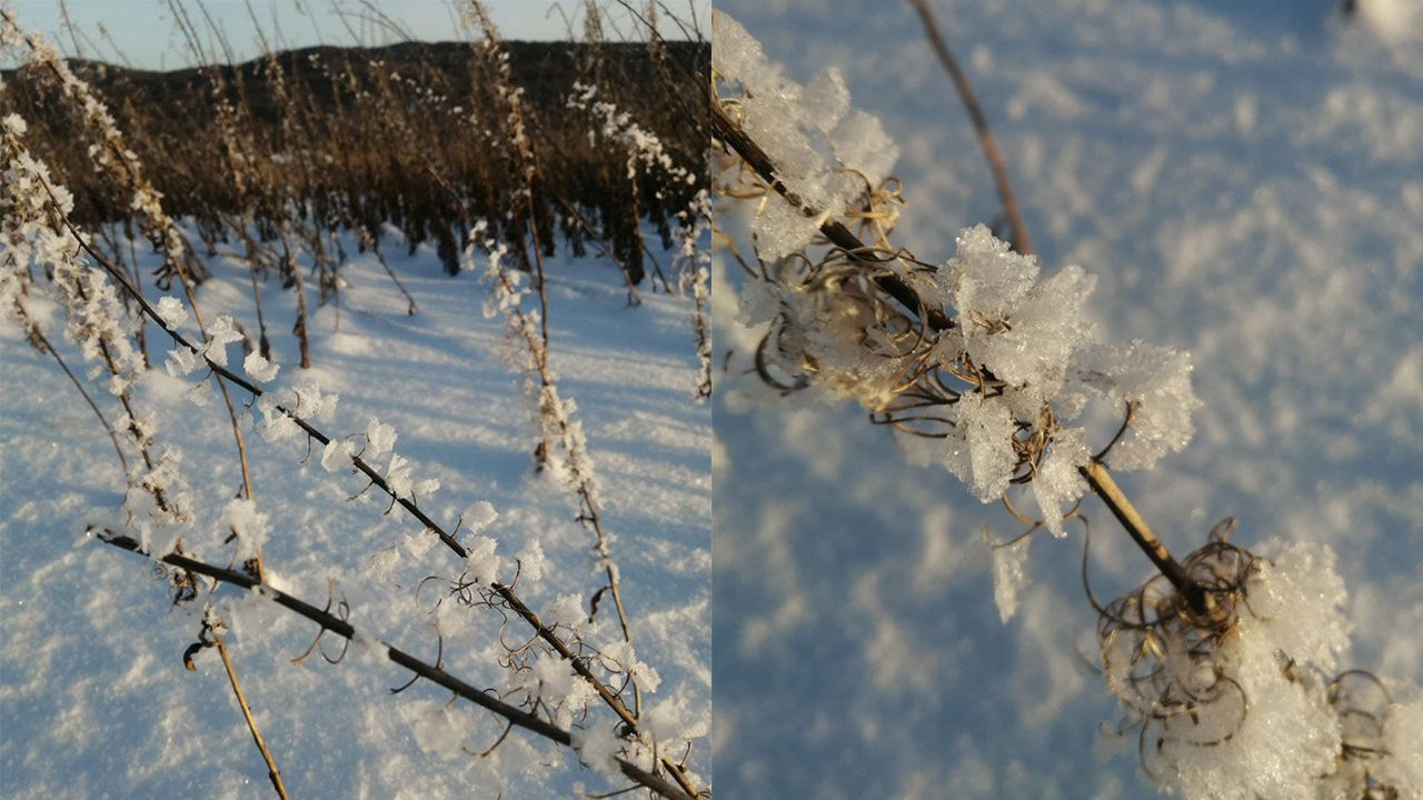 Чудеса природы: ледяные цветы расцвели в Челябинской области